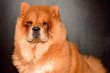 Chines chow chow dog isolated on a gray background