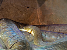 Liasis Mackloti Free Stock Photo - Public Domain Pictures