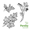 Parsley plant and leaves vector hand drawn illustration