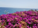 Fototapeta Kwiaty - Kwiaty. Morze