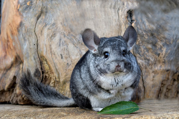 Gray Chinchilla on a wood background outdoor