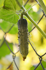Wall Mural - sunny cucumber
