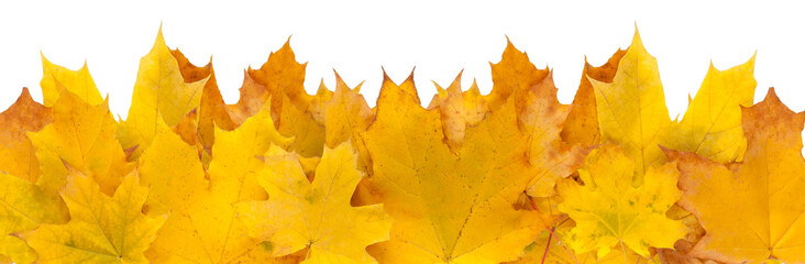 Fall season background, yellow maple leaves