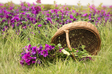 Wall Mural - basket with wild purple mallow lying on ground