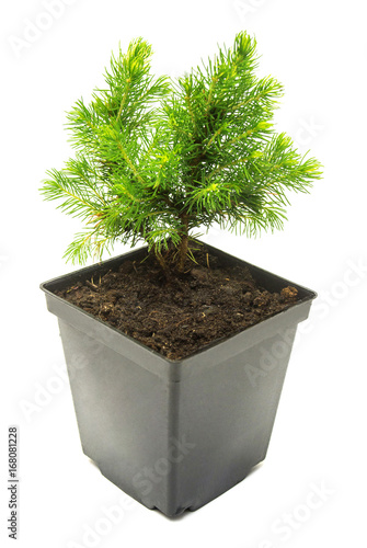 A Small Seedling Of Canadian Spruce Conic In Pot Isolated On Canadian Spruce Conic In A Pot Isolated