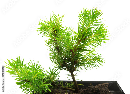 A Small Seedling Of Canadian Spruce Conic In Pot Isolated On Canadian Spruce Conic In A Pot Isolated