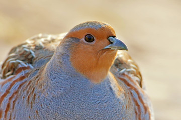 Gray partridge extra close up portrait