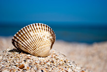 One Big White Beautiful Round Shell On The Left Against A Blue Sea And Blue Sky Yellow Sand Shells Summer Vacation Sunny Day