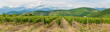 Vineyard In Alazani Valley, Georgia
