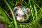Fototapeta Do akwarium - ferret in the grass