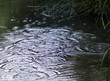 Drops of rain falling on a river