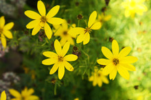 Coreopsis Zagreb Or Threadleaf Coreopsis Or Tickseed Golden Yellow Flowers With Green