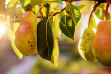 Close Up Photo Of The Ripe Pear In The Orchard