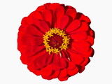 Fototapeta  - Beautiful Red Flower Zinnia Isolated
