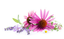 Alternativmedizin - Freisteller -  Echium, Lavendel, Malve, Salbei, Erdrauch