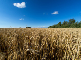 Gold wheat field and blue sky