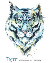 Watercolor Tiger On The White Background. African Animal. Wildlife Art Illustration. Can Be Printed On T-shirts, Bags, Posters, Invitations, Cards, Phone Cases, Pillows.