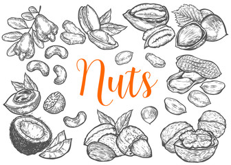 Hazelnut, almond, walnut, peanut, coconut, pecan, pistachio, cashew, nutmeg seed vector. Isolated on white background. Nut milk, butter food ingredient. Engraved hand drawn illustration.