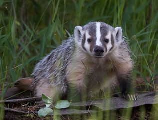 baby badger