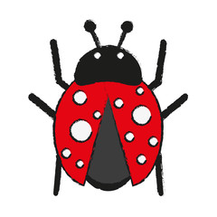 Wall Mural - ladybug insect icon image vector illustration design