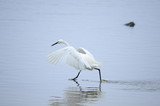 Fototapeta Zwierzęta - egrets