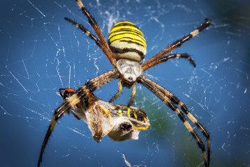 Wasp spider, Argiope with its prey