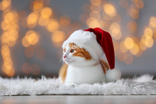 Cute Cat In Santa Claus Hat Against Blurred Christmas Lights