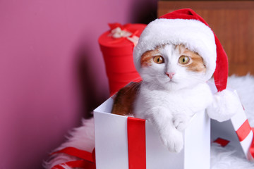 Wall Mural - Gift box with cute cat in Santa Claus hat on blurred background