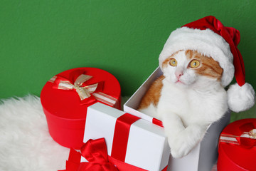 Wall Mural - Gift box with cute cat in Santa Claus hat on color wall background