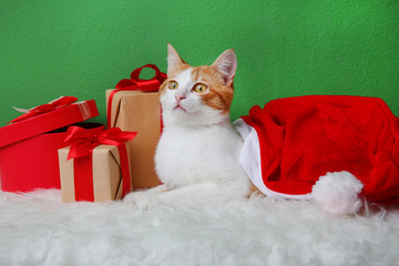 Wall Mural - Cute cat in Santa Claus hat and gift boxes on color wall background