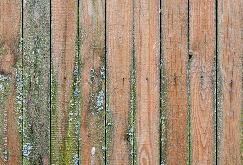Old Wooden Weathered Planks With Green Mold On It This Stock Old Wooden Weathered Planks With Green Mold On It