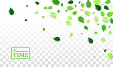Summer Time Creative Banner With Flying Green Leaves Foliage On White Transparent Background. All Isolated And Layered. Vector Illustration