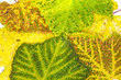 Vine leafs, apex, colourful, blade, detail
