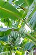 Banana tree with a bunch of growing ripe