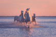 White horses run gallop in the water at soft pink sunset light, National park Camargue, Bouches-du-rhone department, Provence - Alpes - Cote d'Azur region, south France
