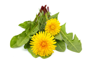 Wall Mural - Dandelion flowers close up.