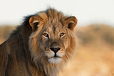 Portrait of a King