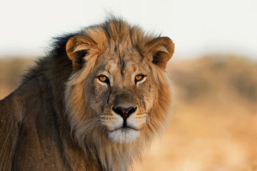 portrait of a king