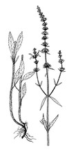 Stachys Recta Botanical Illustration