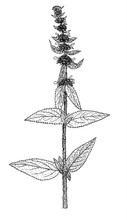 Stachys Germanica Plant Illustration
