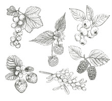 Sketch Berries Set Vector Illustration. Hand Drawing A Berries Collection. Berries: Raspberry, Strawberry, Currant, Mulberry, Sea Buckthorn