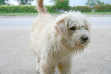 dirty dog standing white brown color