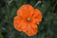 Orange Decorative Poppy