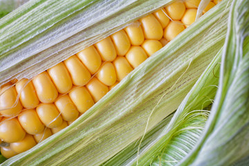 Wall Mural - Close up of fresh sweetcorn