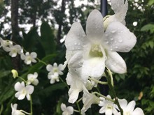 Dendrobium Memoria Princess Diana Orchid Flower