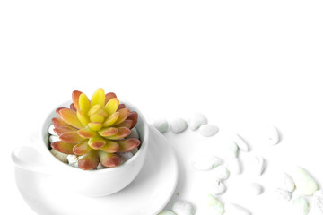 orange succulent in the white cup with white stone on old wood background ,have white stone around the cup