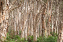 A Forest Of Paperbark Trees