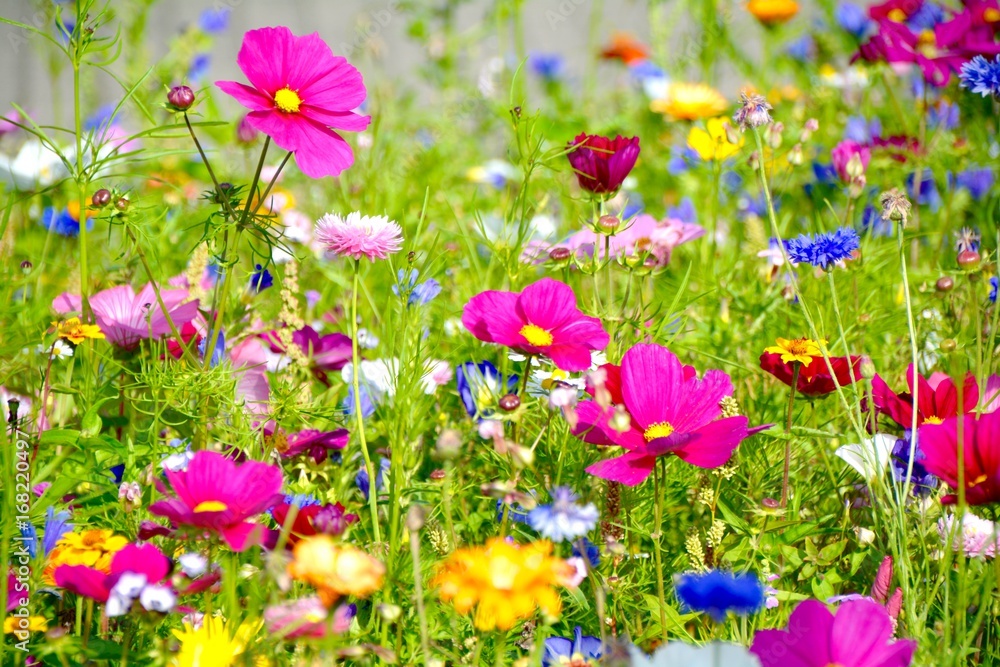 Stock-Foto „Grußkarte - bunte Blumenwiese - Sommerblumen“ | Adobe Stock