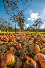 Windfall Apples Rotting On Orchard Floor Missed Harvest