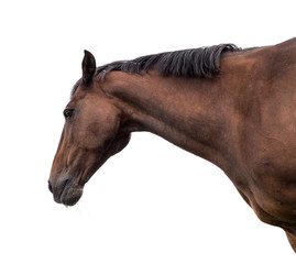 Wall Mural - Bay horse on white